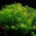 Yokuchi Roślina InVitro - Rotala Nanjenshan