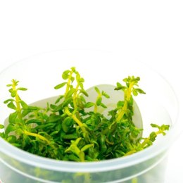 Yokuchi Roślina InVitro - Rotala Rotundifolia Green