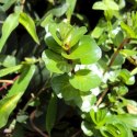 Yokuchi Roślina InVitro - Rotala Rotundifolia Green