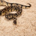Zoomed Aspen Snake 4.4l - podłoże dla węży