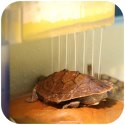 Super Aquatic - akwaterrarium z filtrem dla żółwia