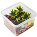 Terrario ReptiBox 19x19x12cm - przeźroczyste terrarium faunarium