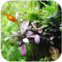 Bucephalandra Serimbu Brown - roślina invitro mały kubek