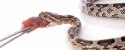 Komodo Feeding Tongs 25cm - pęseta do karmienia