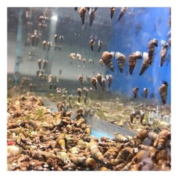 Femanga Wurzel Activ - preparat na ślimaki w akwarium 500ml