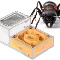 Ant Expert Gold Kingdom - formikarium akrylowe