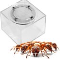 Ant Expert New Land - arena moduł do formikarium
