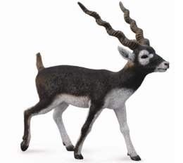 COLLECTA ANTYLOPA BLACKBUCK