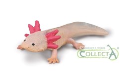 COLLECTA AKSOLOTL