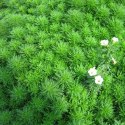 ECO PLANT - LIMNOPHILA SESSILIFLORA - INVITRO MAŁY KUBEK