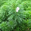 ECO PLANT - LIMNOPHILA SESSILIFLORA - INVITRO MAŁY KUBEK