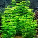 ECO PLANT - LIMNOPHILA SESSILIFLORA - INVITRO MAŁY KUBEK