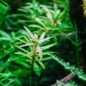 ECO PLANT - LIMNOPHILA VIETNAM MINI - INVITRO MAŁY KUBEK