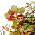 ECO PLANT - LUDWIGIA SUPER MINI RED - INVITRO MAŁY KUBEK