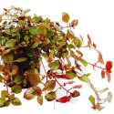 ECO PLANT - LUDWIGIA SUPER MINI RED - INVITRO MAŁY KUBEK