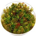 ECO PLANT - ROTALA WALLICHII - INVITRO MAŁY KUBEK