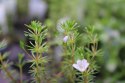 ECO PLANT - BACOPA MYRIOPHYLLOIDES - INVITRO MAŁY KUBEK