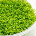 ECO PLANT - HEMIANTHUS CUBA - INVITRO MAŁY KUBEK