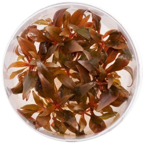 ECO PLANT ALTERNANTHERA REINECKII MINI - INVITRO MAŁY KUBEK