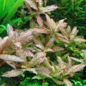 ECO PLANT - HYGROPHILA POLYSPERMA SUNSET - INVITRO MAŁY KUBEK