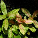 ECO PLANT - HYGROPHILA POLYSPERMA SUNSET - INVITRO MAŁY KUBEK