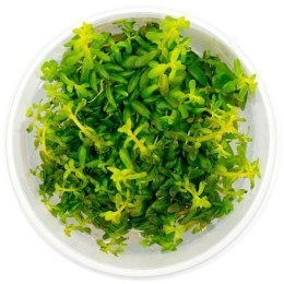 ECO PLANT - ROTALA PERIYA - INVITRO MAŁY KUBEK