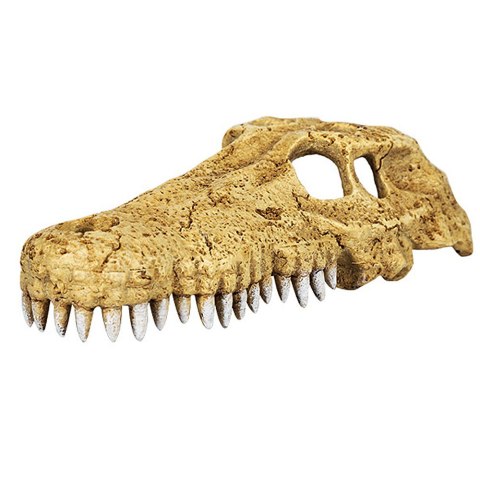 REPTI-ZOO CROCODILE SKULL S CZASZKA KROKODYLA