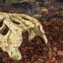 REPTI-ZOO CROCODILE SKULL S CZASZKA KROKODYLA